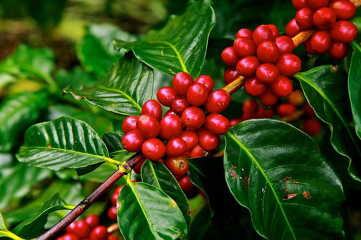 Ripe coffee cherries growing at origin in Ethiopia